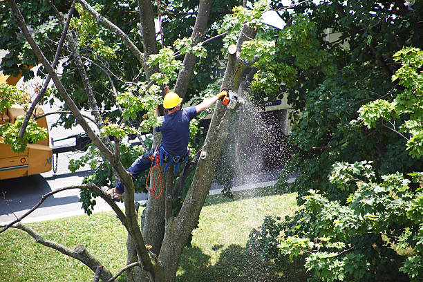 How Our Tree Care Process Works  in  Laguna Heights, TX